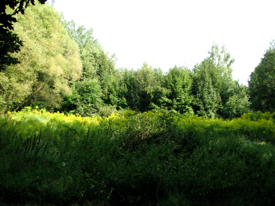 Panewniki on the river Klodnica 2011 04