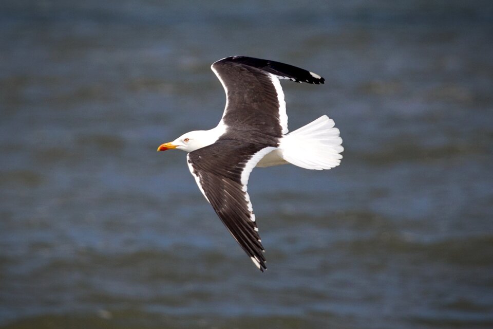 Bird sea netherlands