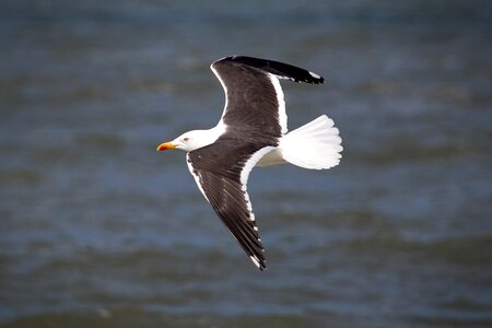 Bird sea netherlands