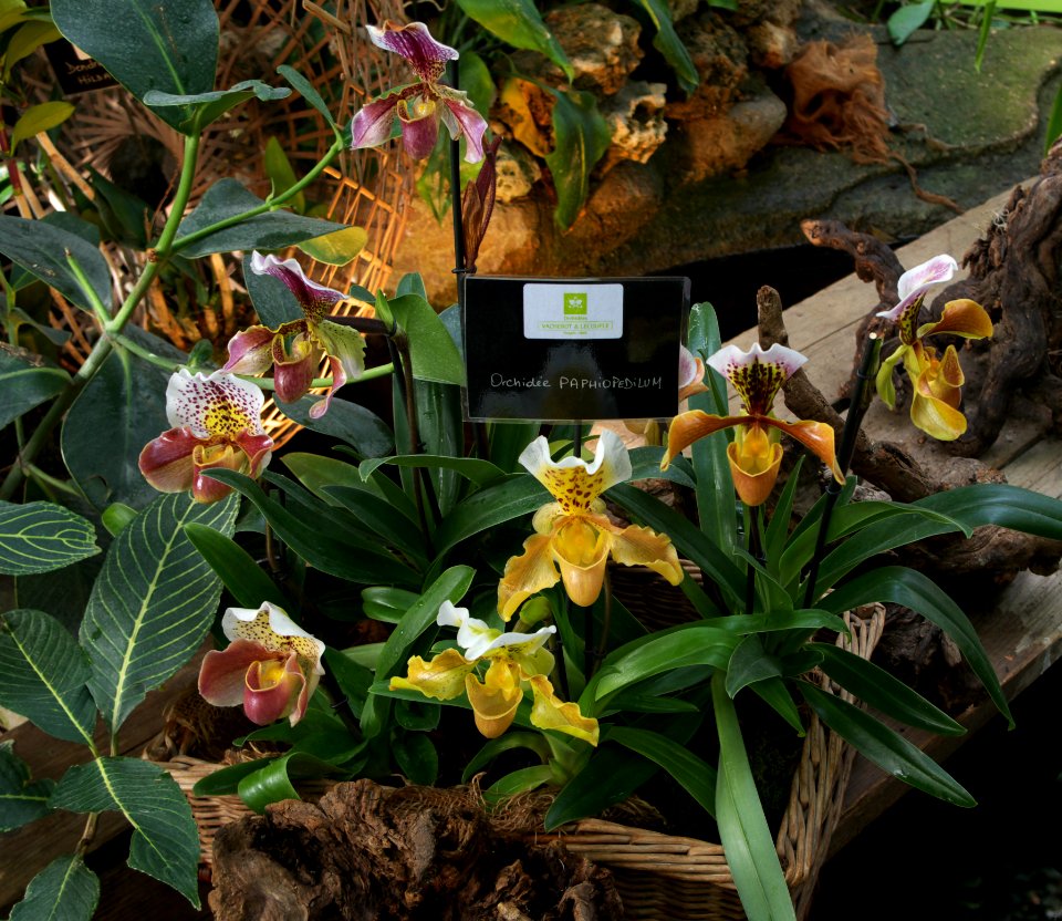 Panier de paphiopedilum
