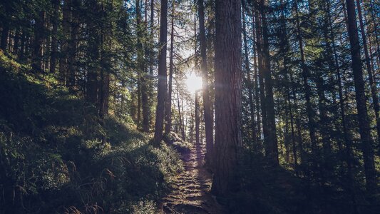 Path sun trees