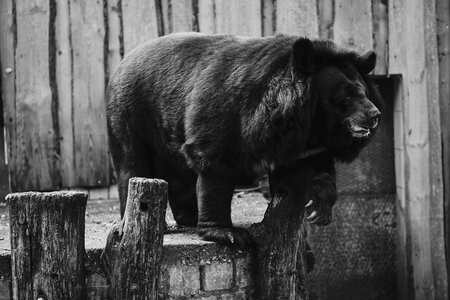 Fence zoo sad photo