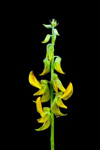 Green plant spring