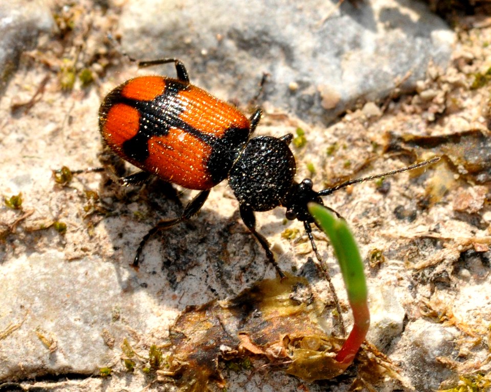 Panagaeus-cruxmajor-02-fws