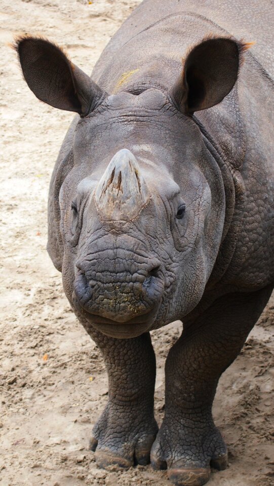 Zoo horn wildlife