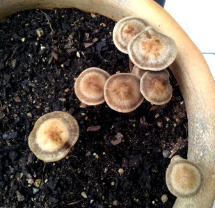 Panaeolus cinctulus 3070847