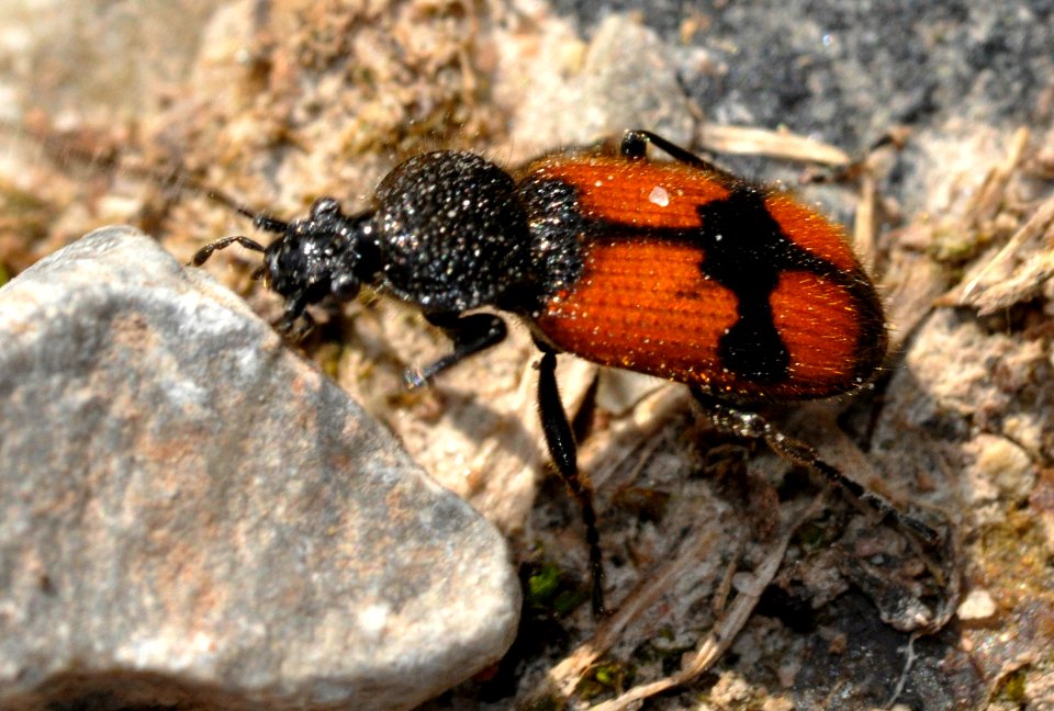 Panagaeus-cruxmajor-04-fws