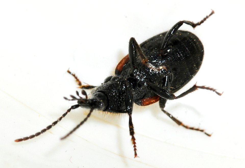 Panagaeus-bipustulatus-04-fws