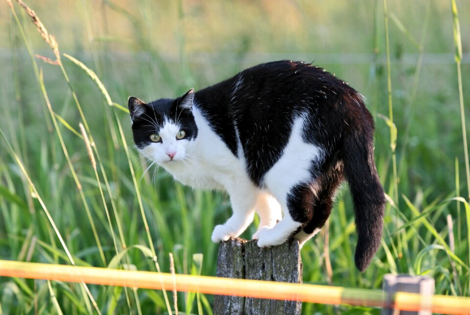 Fence post spring hunter