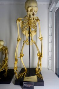 Pan troglodytes troglodytes skeleton - Museu da Ciência da Universidade de Coimbra - University of Coimbra - Coimbra, Portugal - DSC09225