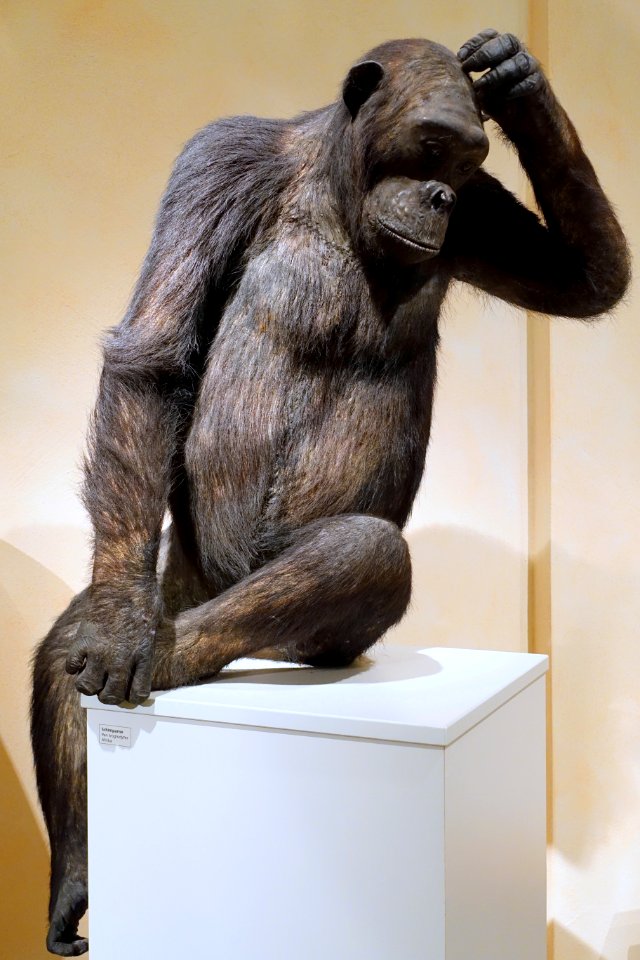 Pan troglodytes - Naturhistorisches Museum, Braunschweig, Germany - DSC05199