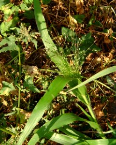 Panicum capillare inflorescence (30)