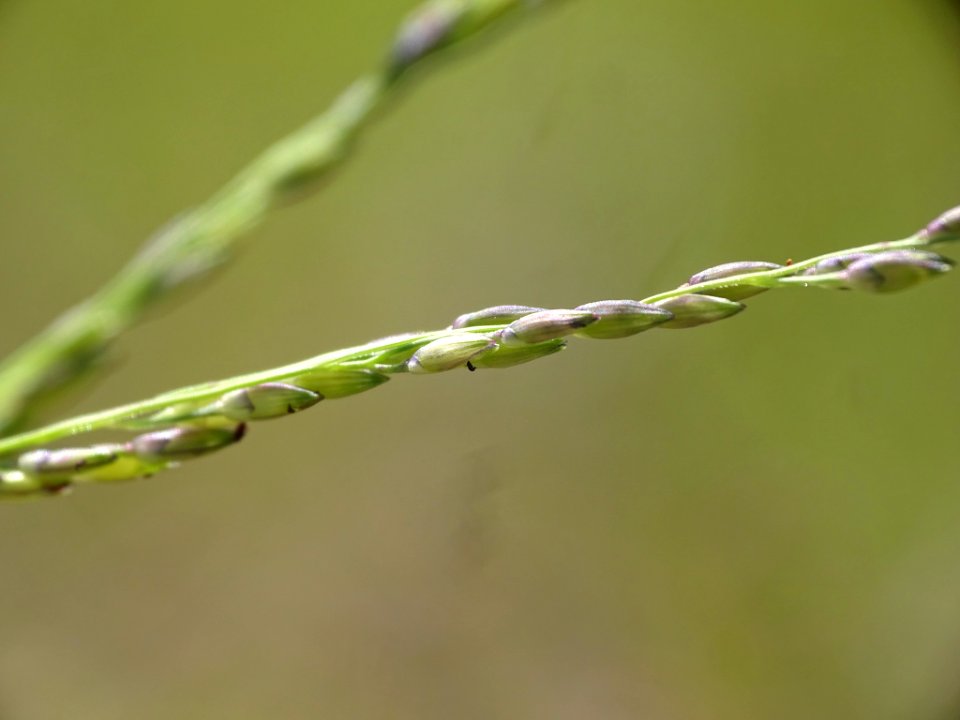 Panicum dichotomiflorum inflorescence (18)