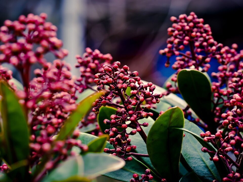 Purple nature plant
