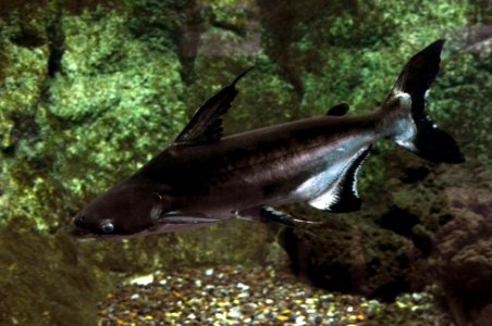 Pangasius sanitwongsei Aquarium tropical du Palais de la Porte Dorée 10 04 2016