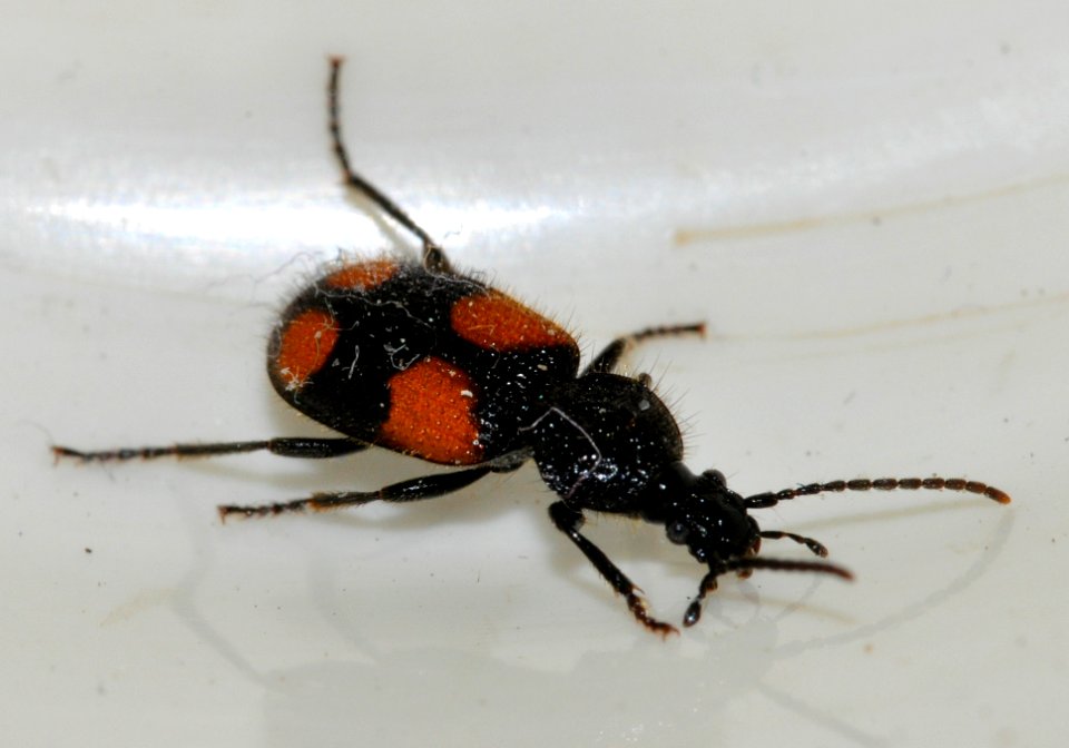 Panagaeus-bipustulatus-06-fws