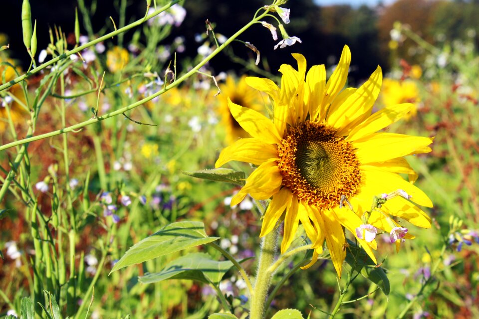 Summer flowers bloom