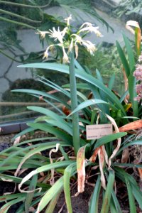 Pancratium canariense - Bergianska trädgården - Stockholm, Sweden - DSC00416