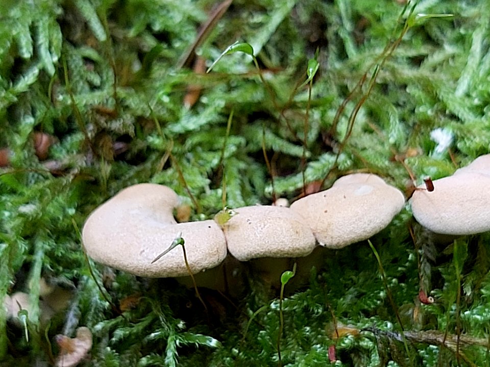 Panellus stipticus 88685237