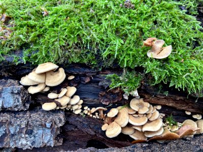 Panellus stipticus 108883221