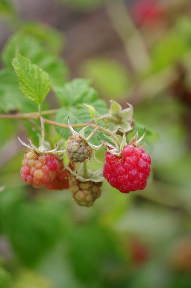 Raspberries red fruit summer