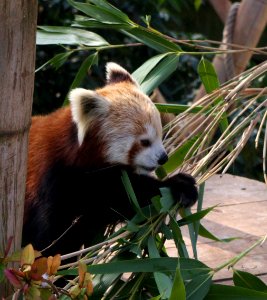 Panda eating bamboo leaves