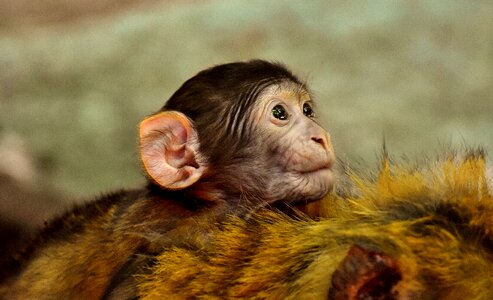 Endangered species monkey mountain salem animal