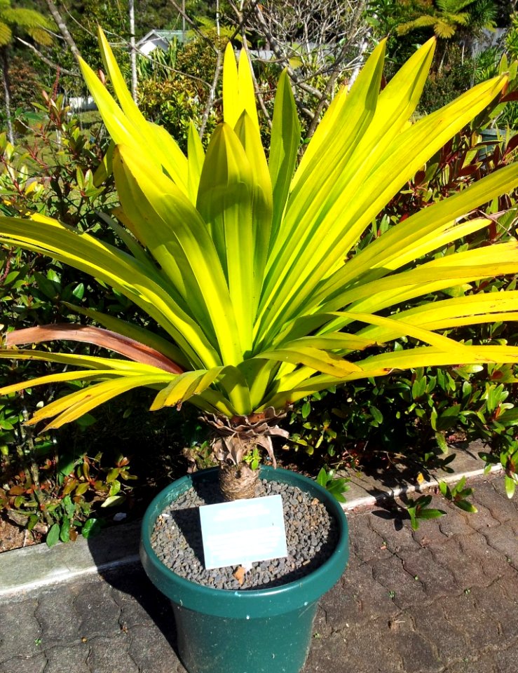 Pandanus macrostigma - Mauritian endemic vacoas - Monvert Arboretum Visitor Centre