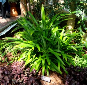 Pandanus amaryllifolius - United States Botanic Garden - DSC09526 photo