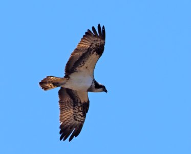 Pandion haliaetus Liminka Finland 2020-05-22