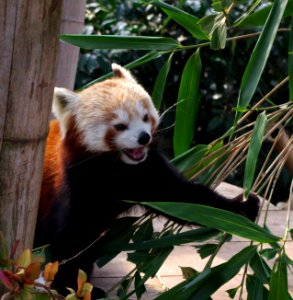 Panda Rouge et ses feuilles d'bambus