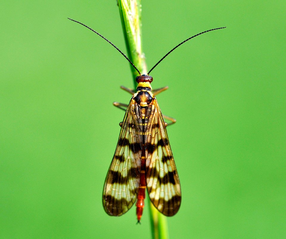 Panorpa-vulgaris-f-02-fws