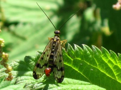 Panorpa communis (common scorpionfly) (male), Arnhem, the Netherlands photo