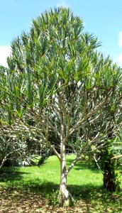 Pandanus utilis - Mauritius 4