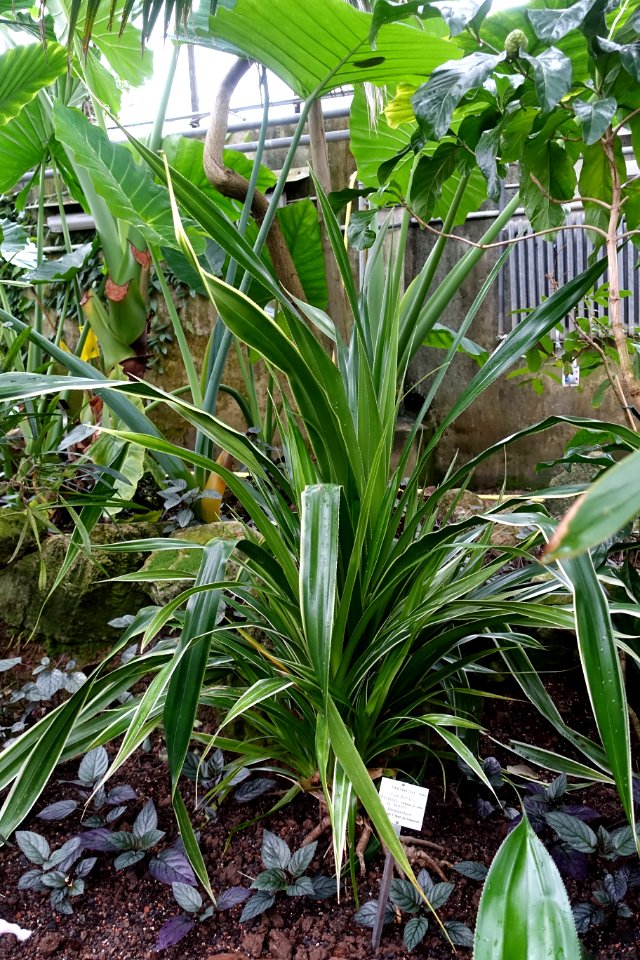 Pandanus tectorius - Botanischer Garten - Heidelberg, Germany - DSC01137