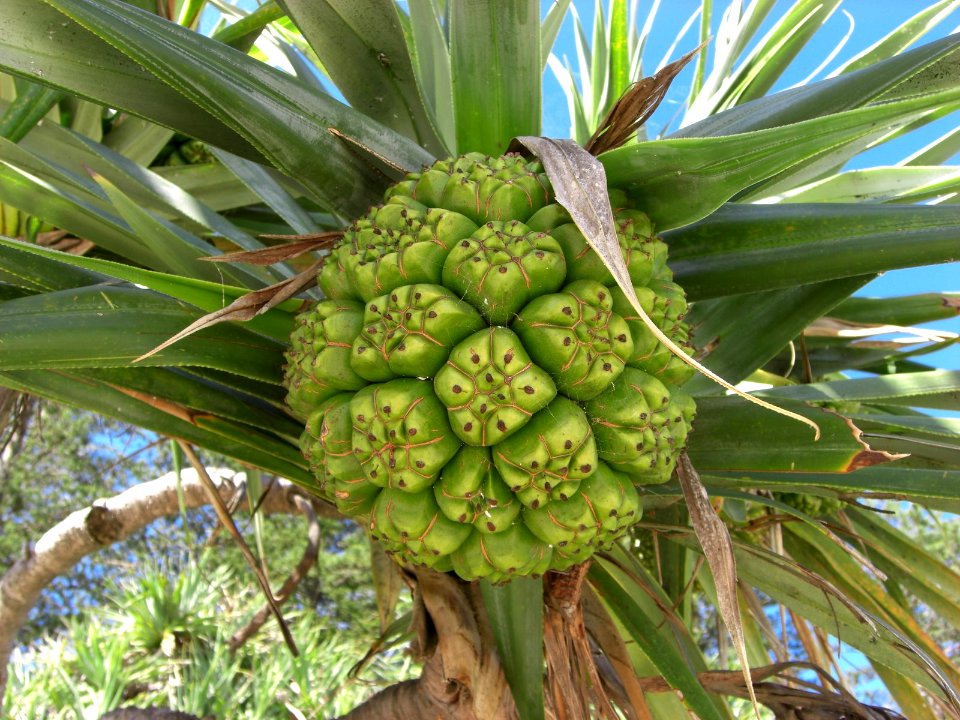 Pandanus tectorius NSW