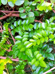 Pandorea pandorana subsp austrocaledonica RBGS