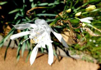 Pancratium canariense - Jardín Botánico de Barcelona - Barcelona, Spain - DSC09060