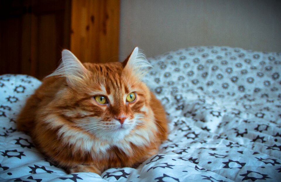 Pets view red-headed cat