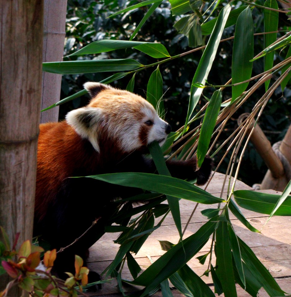 Panda la bouche pleine