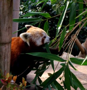 Panda la bouche pleine