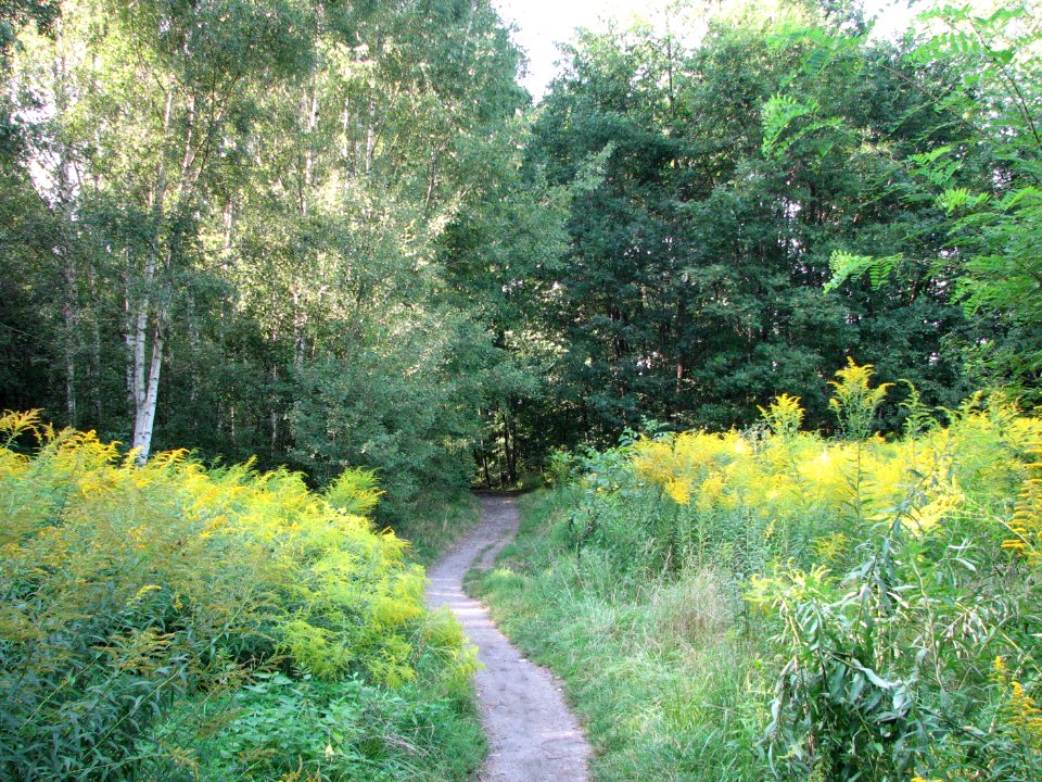 Panewniki on the river Klodnica 2011 06