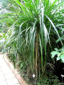 Pandanus pygmaeus - Botanischer Garten Freiburg - DSC06320