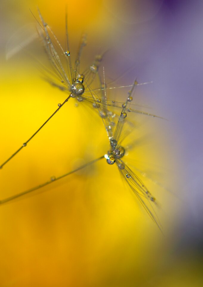 Macro plant water