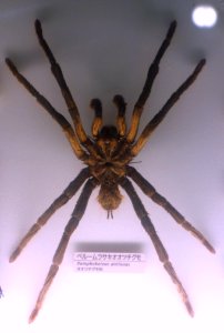 Pamphobeteus antinous - National Museum of Nature and Science, Tokyo - DSC07137