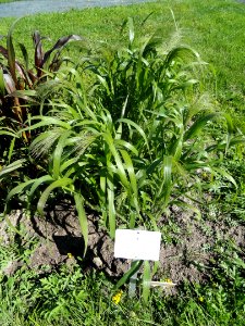 Panicum virgatum - Botanical Garden in Kaisaniemi, Helsinki - DSC03560