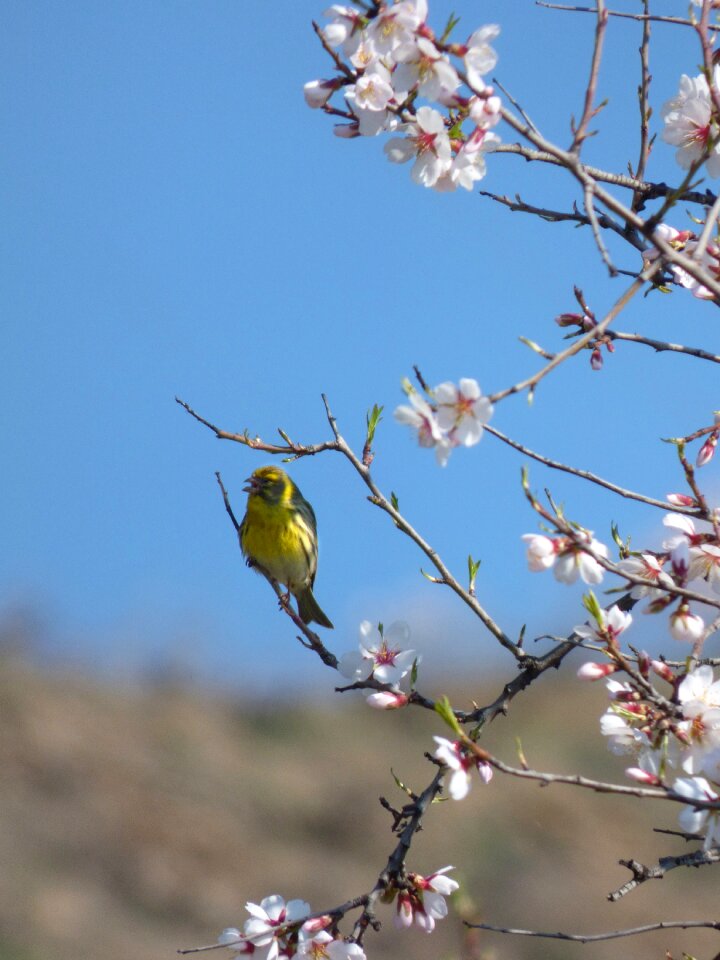 It gafarró flowery branch almond tree in blossom