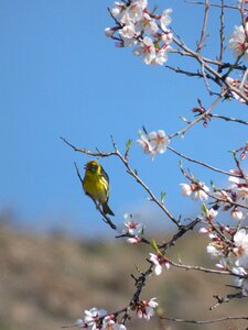It gafarró flowery branch almond tree in blossom