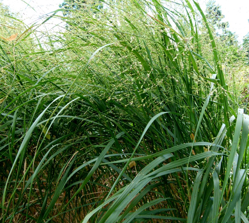 Panicum virgatum Parc floral