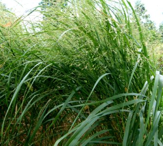 Panicum virgatum Parc floral